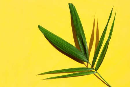 Green leaf of palm tree on yellow background.の写真素材