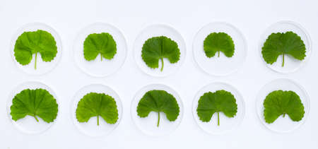 Fresh leaves of gotu kola in petri dishes on white background.の写真素材