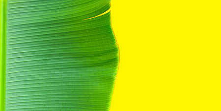 Banana leaf on yellow background.の写真素材