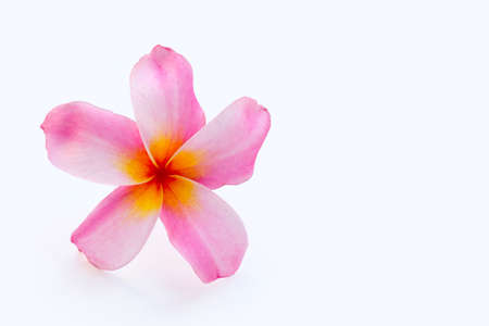 Plumeria flower on white background.の写真素材