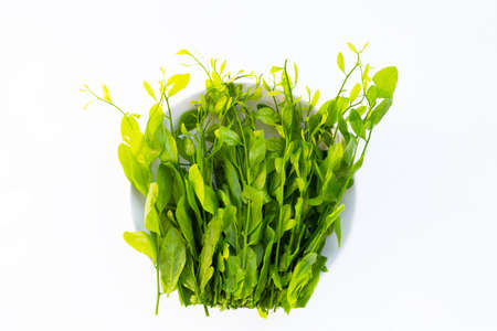 Melientha suavis pierre leaves on white background.の写真素材