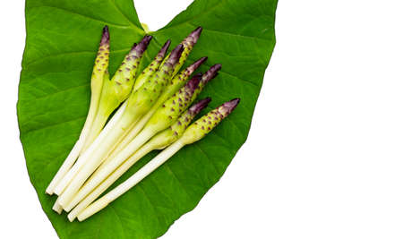 Curcuma sessilis flower on taro leaf white background.の写真素材