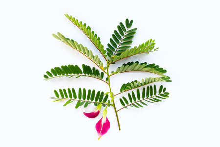 Sesbania Grandiflora red flower on white background.の写真素材