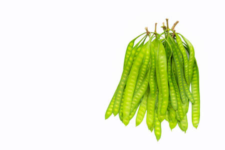 Young fruit of Leucaena leucocepphala on white background.の写真素材
