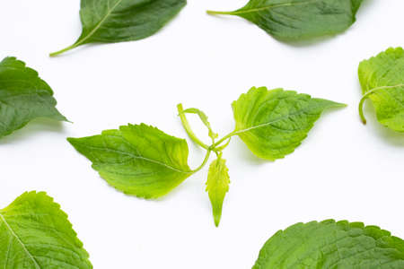 Tree Basil leaves (Ocimum gratissimum) on white background.の写真素材