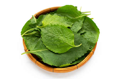 Tree Basil leaves (Ocimum gratissimum) in bamboo basket on white background.の写真素材