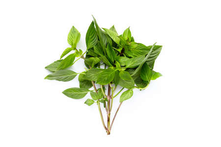 Sweet basil leaves on white background.の写真素材