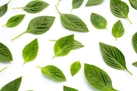 Sweet basil leaves on white background.の写真素材