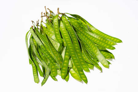 Young fruit of Leucaena leucocepphala on white background.の写真素材