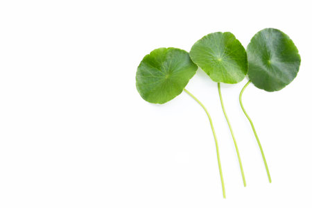 Fresh green centella asiatica leaves on white background.の写真素材