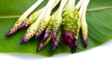 Curcuma sessilis flower on green leafの写真素材