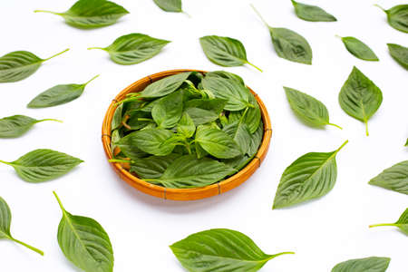 Sweet basil leaves on white background.の写真素材
