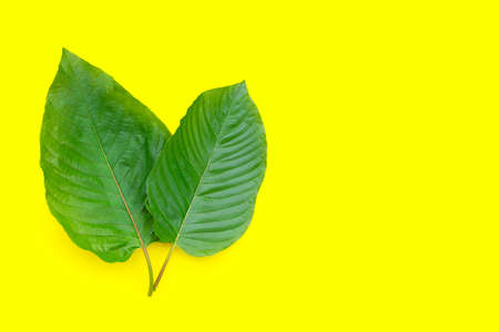 Mitragyna speciosa, Fresh kratom leaves on yellow backgroundの写真素材