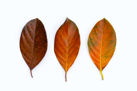 Dry leaves on white background