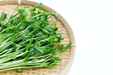 Pea Sprouts in round bamboo basket on white background.の写真素材