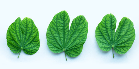 Bauhinia purpurea leaves on white background.の写真素材
