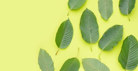 Mitragyna speciosa, Fresh kratom leaves on green background