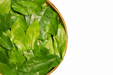 Baegu or Melinjo leaves on white background.