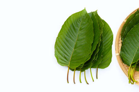 Mitragyna speciosa, Fresh kratom leaves on white backgroundの写真素材
