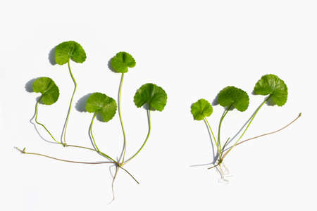 Gotu kola on white background.