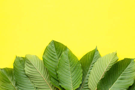 Mitragyna speciosa, Fresh kratom leaves on yellow backgroundの写真素材