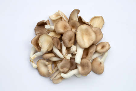Fresh oyster mushroom on white background.の写真素材