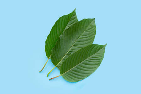 Mitragyna speciosa, Fresh kratom leaves on blue backgroundの写真素材