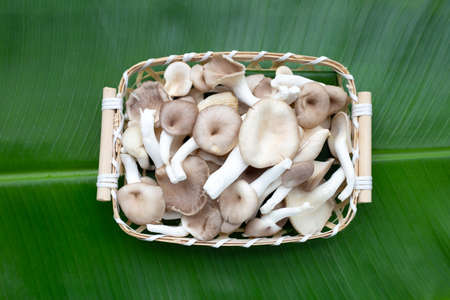 Fresh oyster mushroom in bamboo basket on banana leafの写真素材