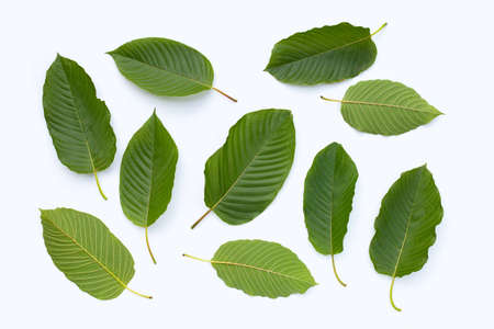 Mitragyna speciosa, Fresh kratom leaves on white background