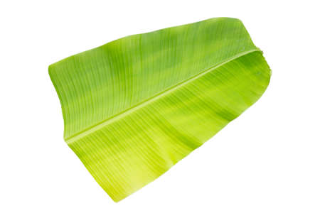 Banana leaf on white background.の写真素材
