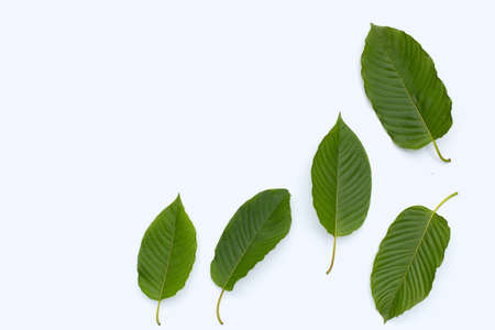 Mitragyna speciosa, Fresh kratom leaves on white background