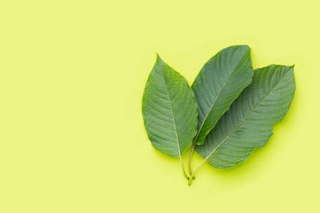Mitragyna speciosa, Fresh kratom leaves on green backgroundの写真素材