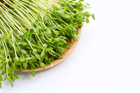 Pea Sprouts on white background.の写真素材