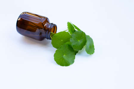 Fresh green centella asiatica leaves in medicine bottle on white background.の写真素材