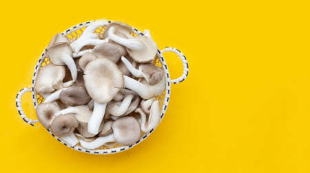 Fresh oyster mushroom in bamboo basket on yellow background.の写真素材