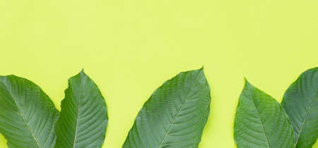 Mitragyna speciosa, Fresh kratom leaves on green background