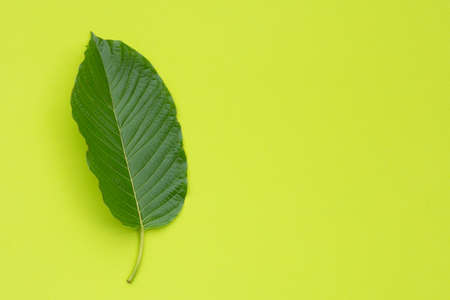 Mitragyna speciosa, Fresh kratom leaves on green backgroundの写真素材
