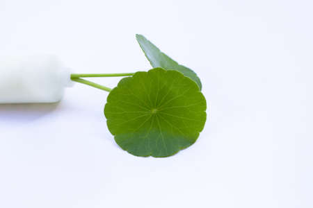 Fresh green centella asiatica leaves in cosmetic bottle on yellow background.の写真素材