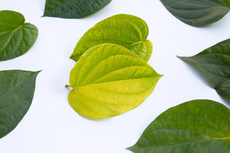 Green betel leaves, Fresh piper betle on white backgroundの写真素材