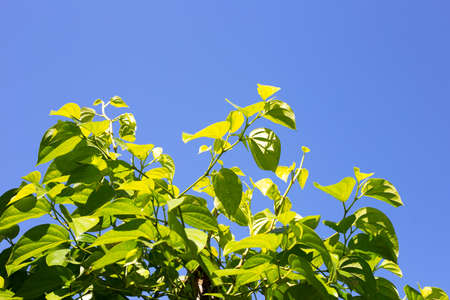 Green betel leaves, Fresh piper betle
