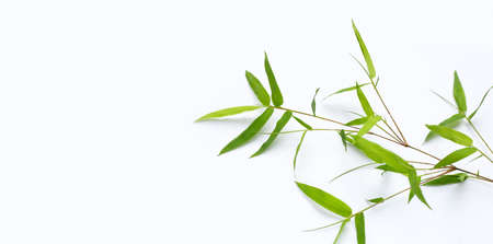 Bamboo leaves on white background.