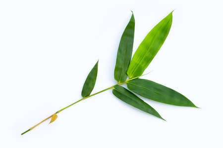 Bamboo leaves on white background.の写真素材