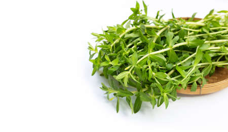 Fresh paddy rice herb on white background.の写真素材