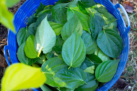 Green betel leaves, Fresh piper betleの写真素材