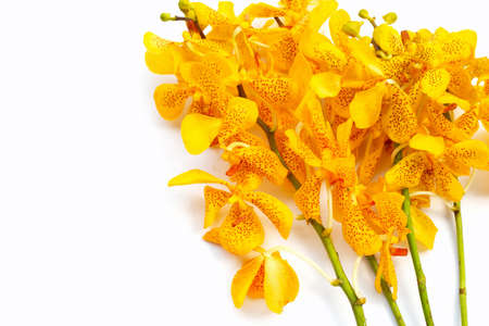 Beautiful yellow orchid flowers on white background.の写真素材