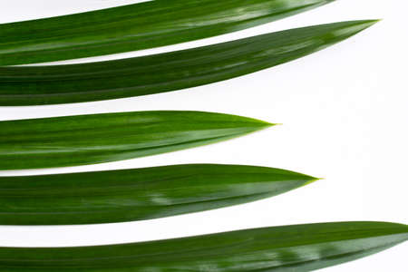 Fresh pandan leaves on white background.の写真素材