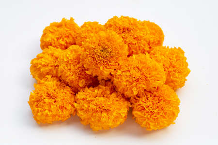 Marigold flowers on white background.