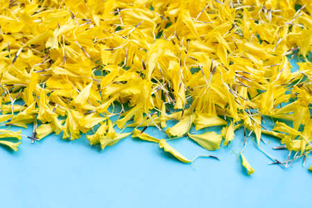 Yellow marigold flowers on blue background.