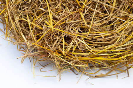 Yellow rice straw for background
