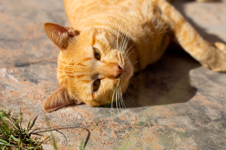 Orange cat on cement floorの写真素材